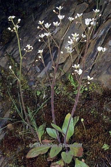 micranthes californica 1 graphic